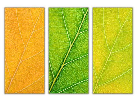 Autumn Leaves