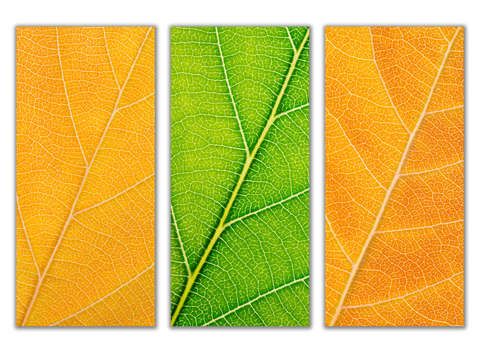 Autumn Leaves