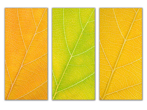 Autumn leaves 28