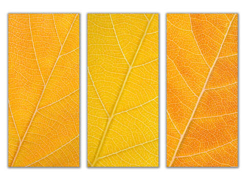 Autumn Leaves