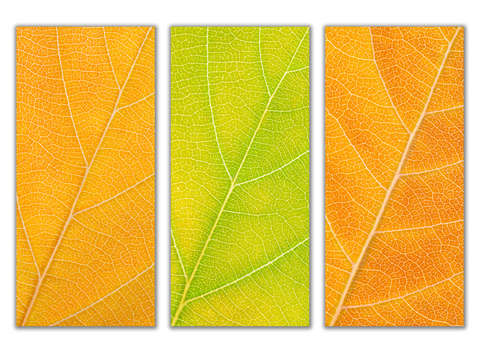 Autumn Leaves