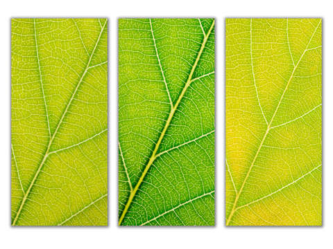 Autumn leaves 32