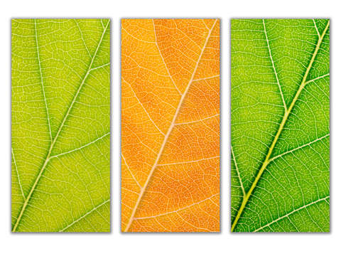 Autumn Leaves