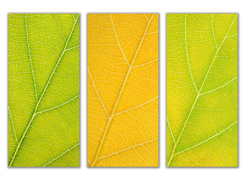 Autumn leaves 34