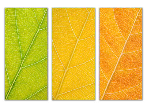 Autumn leaves 35