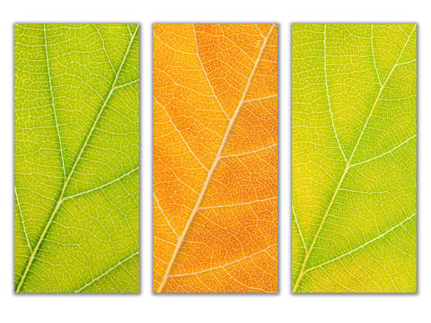 Autumn leaves 36