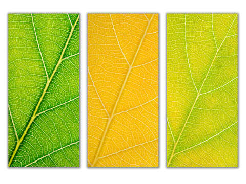 Autumn Leaves
