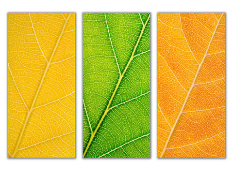 Autumn Leaves
