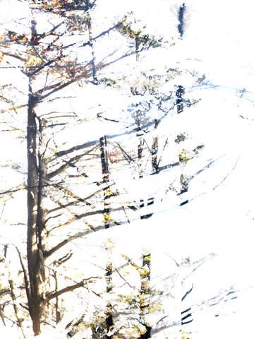Forest _ 3266