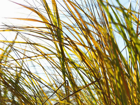 Grasses a11 9564