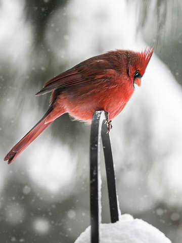 Winter cardinal 2