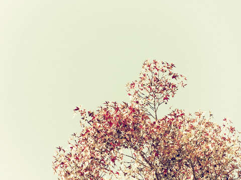 A Delicate Autumn