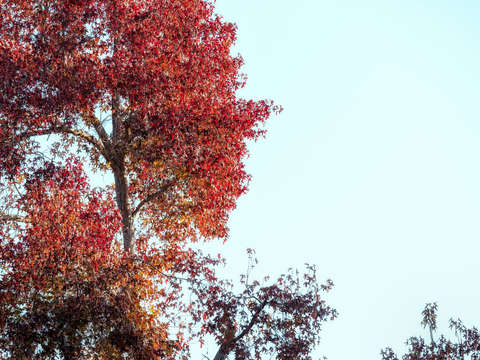Un autunno rosso