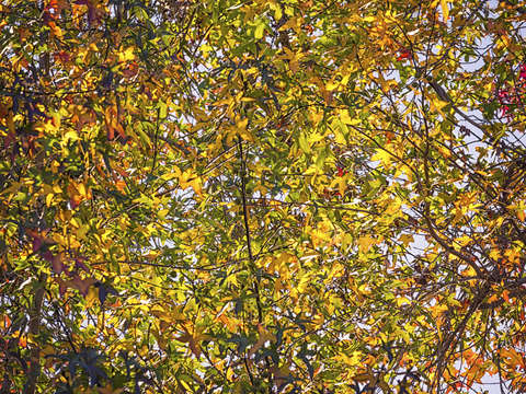 Get lost in autumn