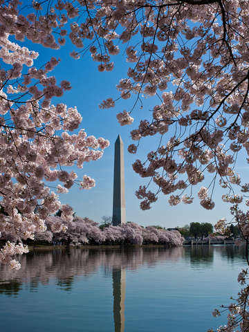 Washington monument framed by cherry blossoms