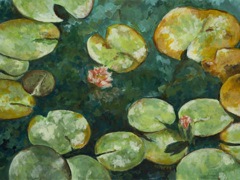 Tranquil lily pond
