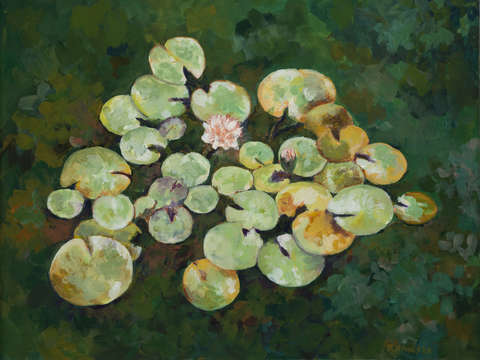 Tranquil lily pond iv