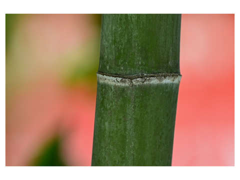 Sounji Bamboo 1
