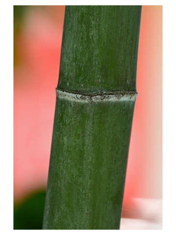Sounji bamboo 2