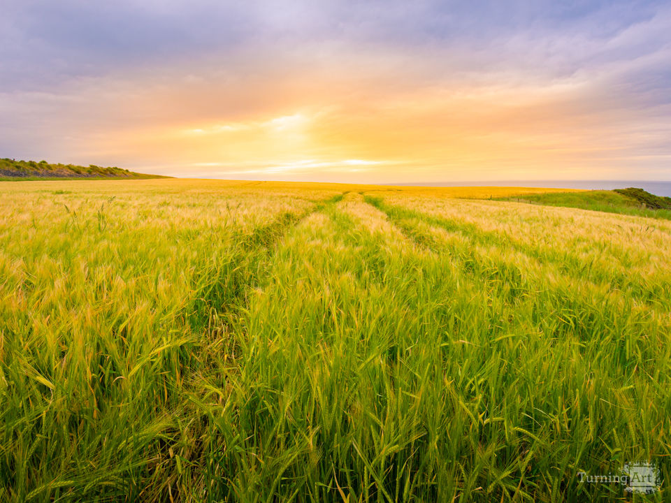 Field of gold