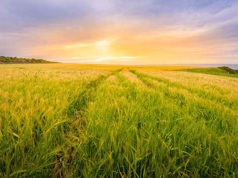 Field of gold
