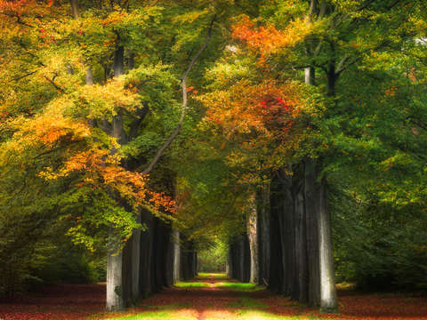 Autumn call