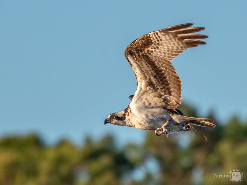 Osprey with its catch