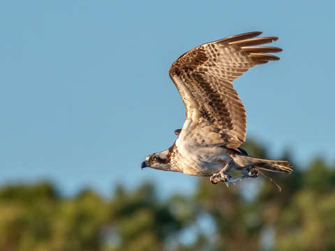 Osprey with its catch
