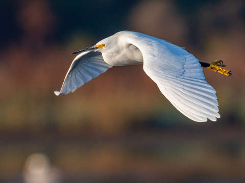 Snowy egret 2
