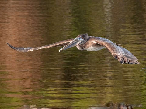 Chasing the morning sunlight