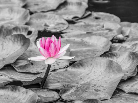 Standing pink waterlily