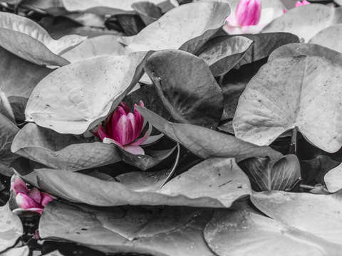 Pink lilies in lily pads