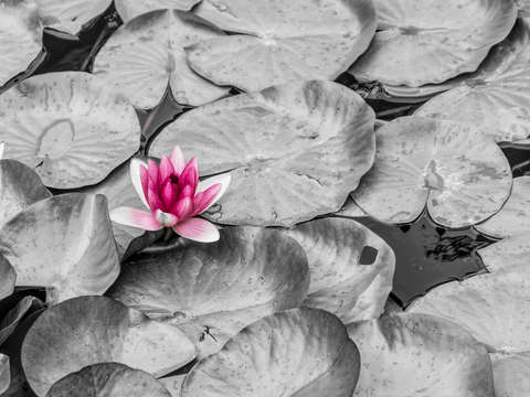 Hot pink water lily