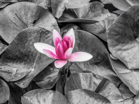 Opening hot pink waterlily