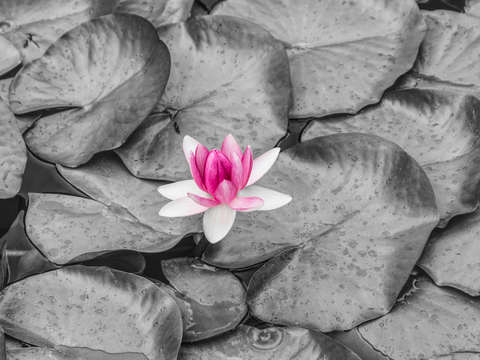 Pink waterlily