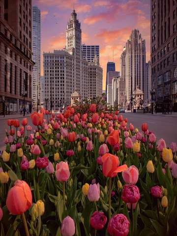 Tulip city