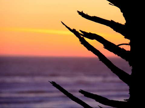 The coast