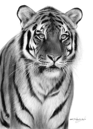 Tiger 3