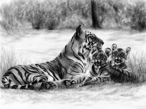 Bengal tigers