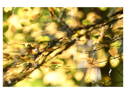 Autumn abstraction 1