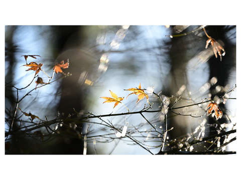 Autumn abstraction 2