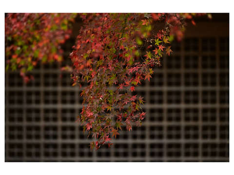 Autumn abstraction 4