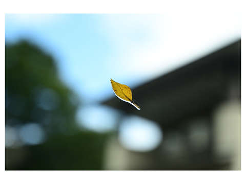 Autumn abstraction 7