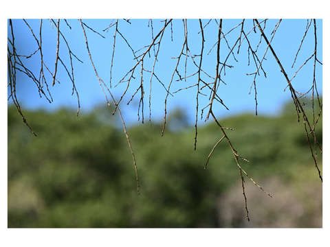 Garden abstraction