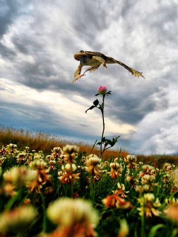 Soar Above