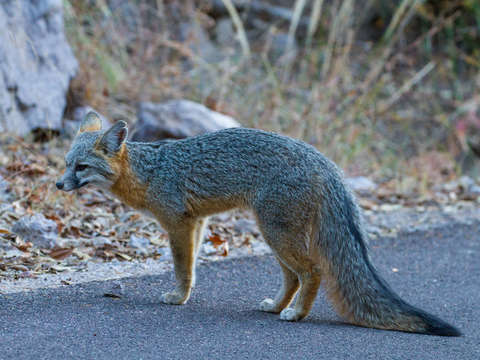 Gray fox