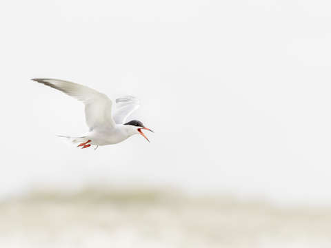 Flying tern 8510
