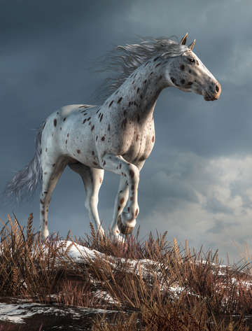 Wild appaloosa in winter