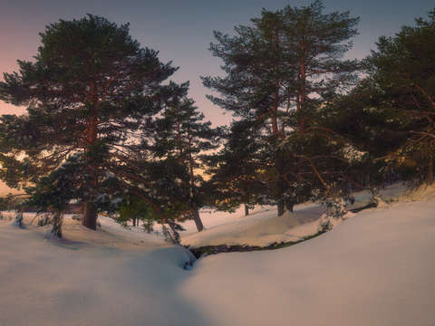 Snowy lanscape within puerto de cotos