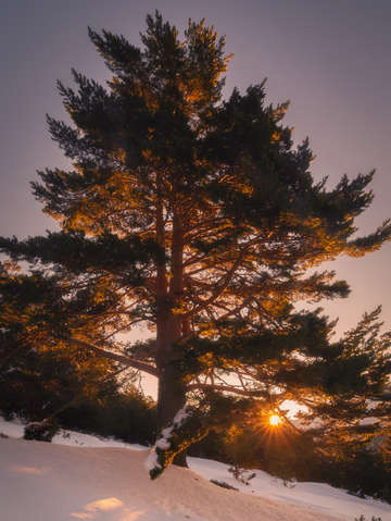 Sunrise 9